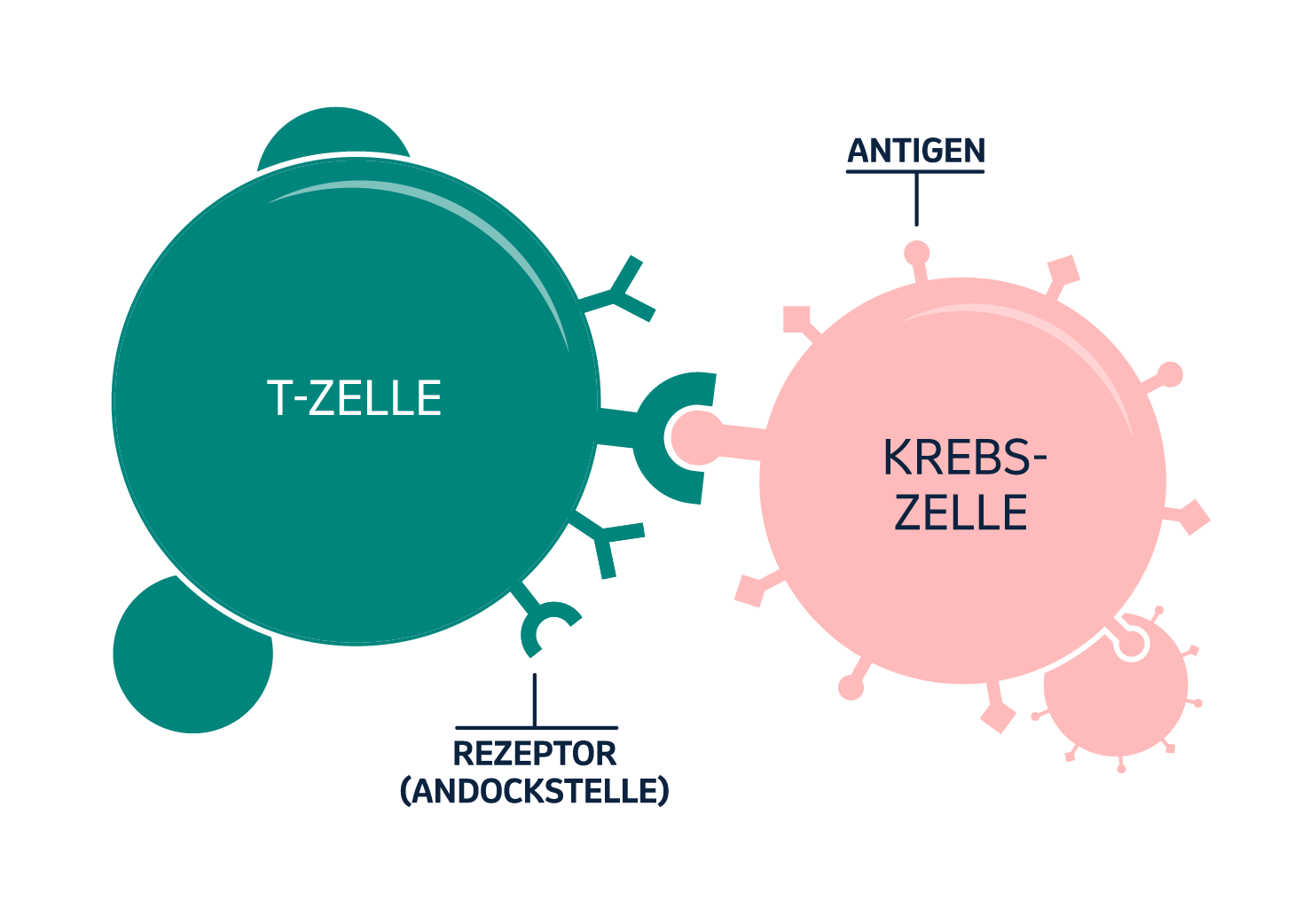 Krebs Und Das Immunsystem – MSD Gesundheit