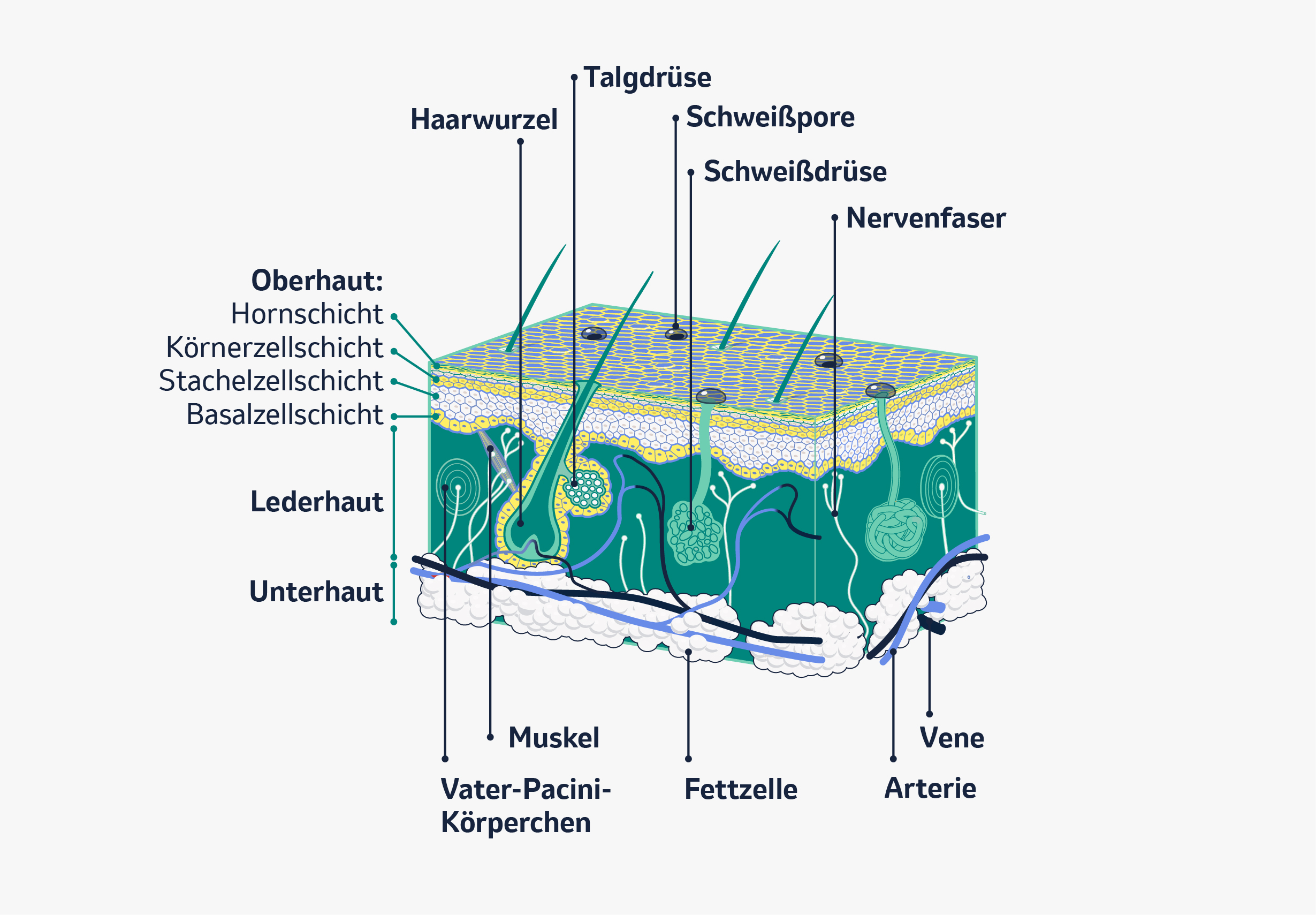 Eine beschriftete Darstellung der Hautstruktur zeigt Schichten wie Oberhaut, Lederhaut und Unterhaut sowie Merkmale wie Haarwurzeln, Schweißdrüsen, Nervenfasern und Blutgefäße.