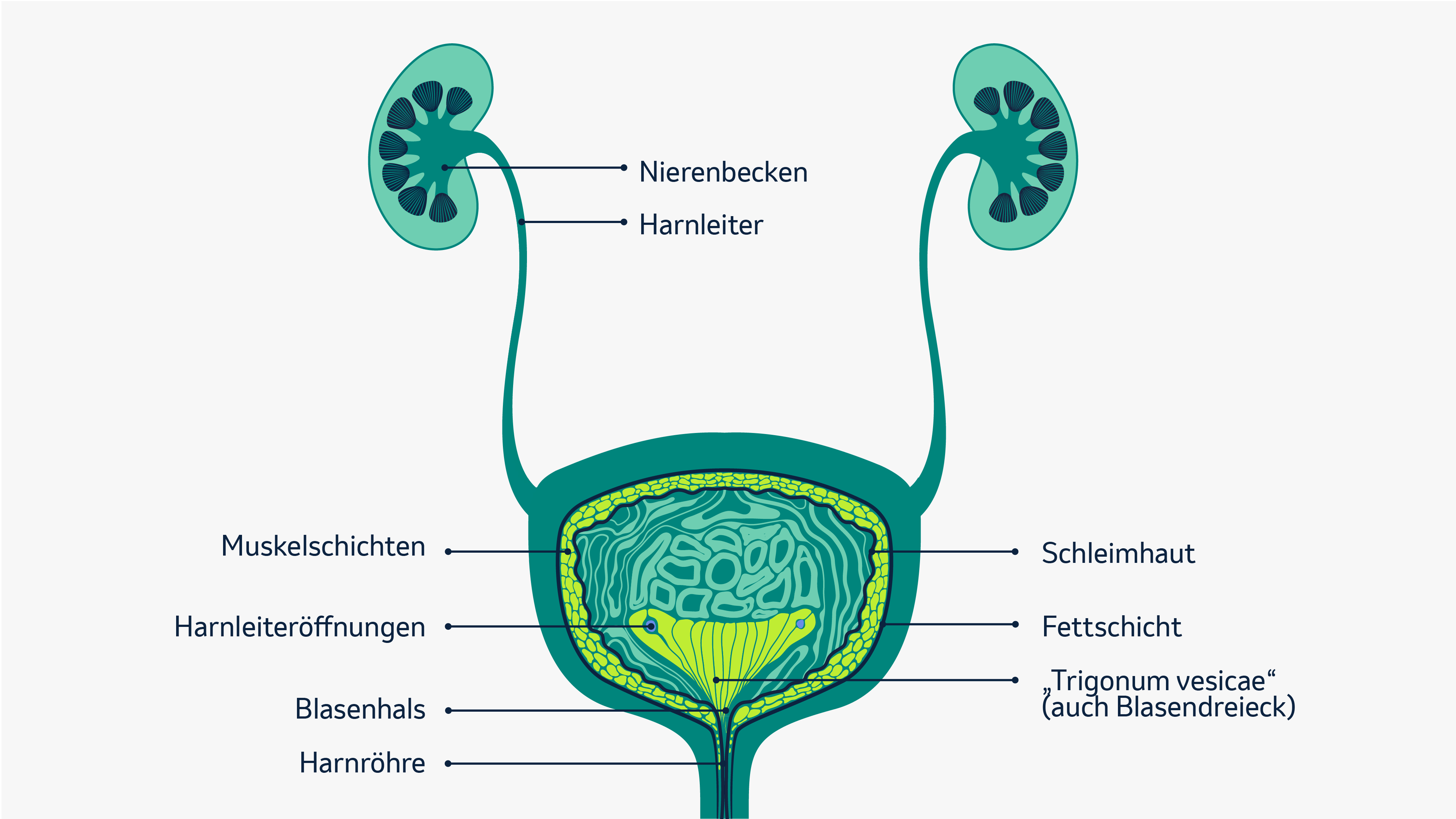 In dieser Illustration sind Nieren, Harnblase und Harnröhre zu sehen. Es werden auch die einzelnen Schichten der Haut dargestellt, die die Harnwege auskleiden - wie etwa Muskelschichten, Fettschicht, Schleimhaut.