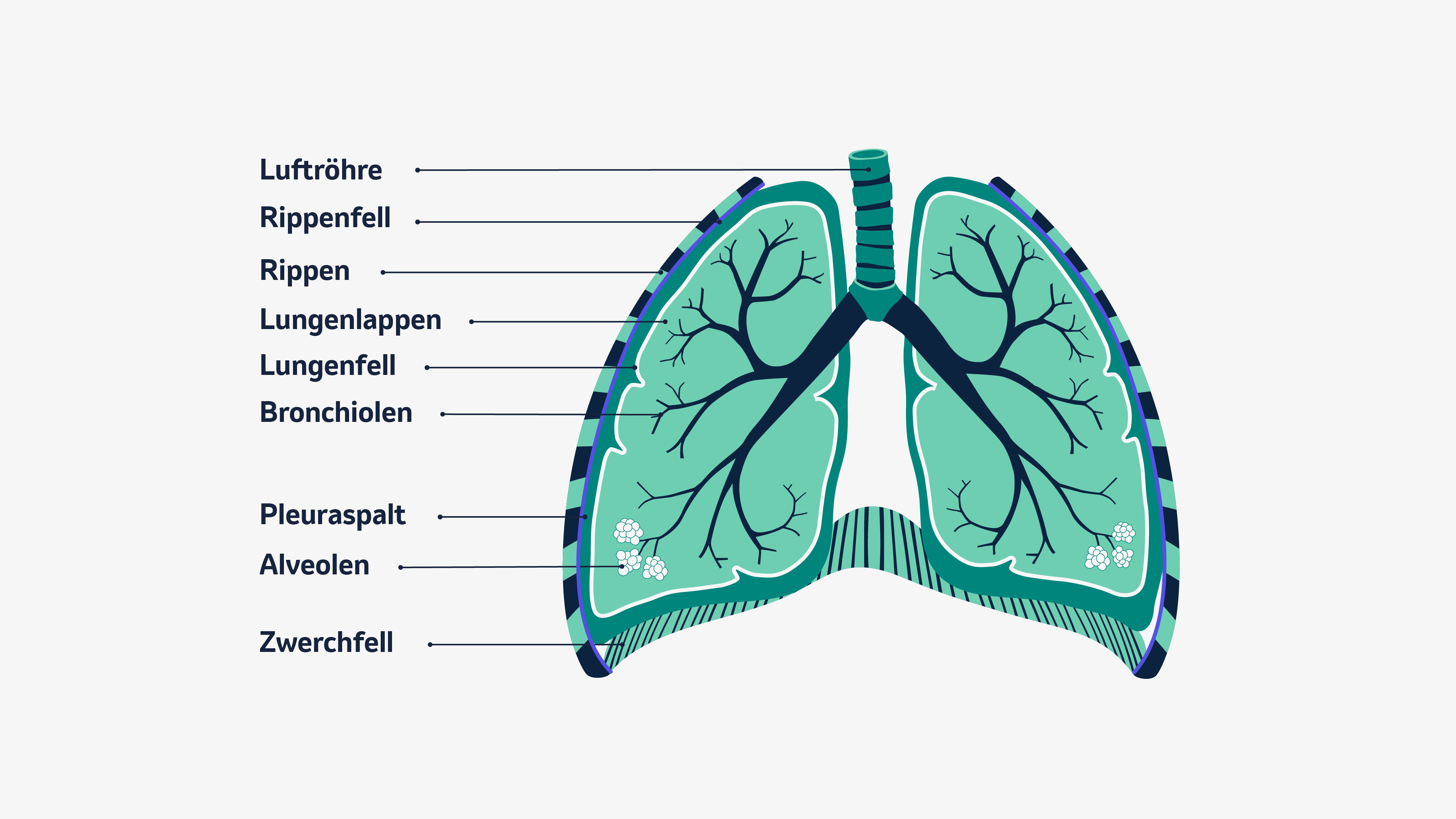 Die Abbildung zeigt den Querschnitt der Lunge.